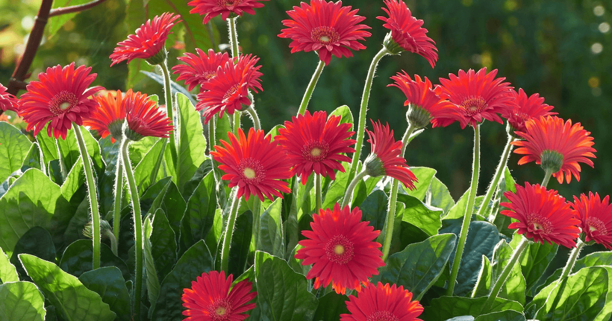 Gerbera Daisy Garden Jewels Red
