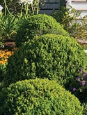 Baby Gem™
Boxwood