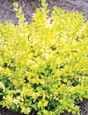 'Sunshine'
Ligustrum