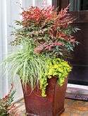 Obsession™
Nandina