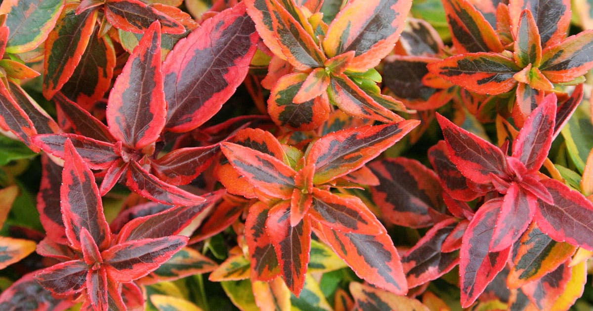 Kaleidoscope Abelia, chameleon-like foliage that changes with the seasons, from golden yellow in spring to orange-red in fall