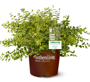 Miss Lemon Abelia in brown Southern Living Pot