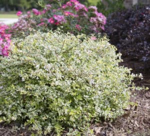 Miss Lemon Abelia in flower bed