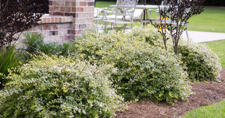 Miss Lemon Abelia in flower bed