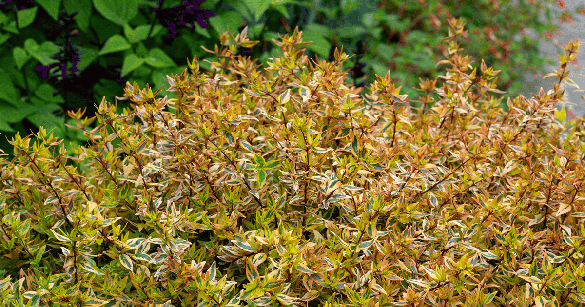 Peach, yellow and green variegated leaves of Abelia Suntastic Peach plant