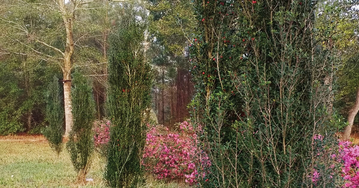 Scarlet's Peak Holly border with Loropetalums in background