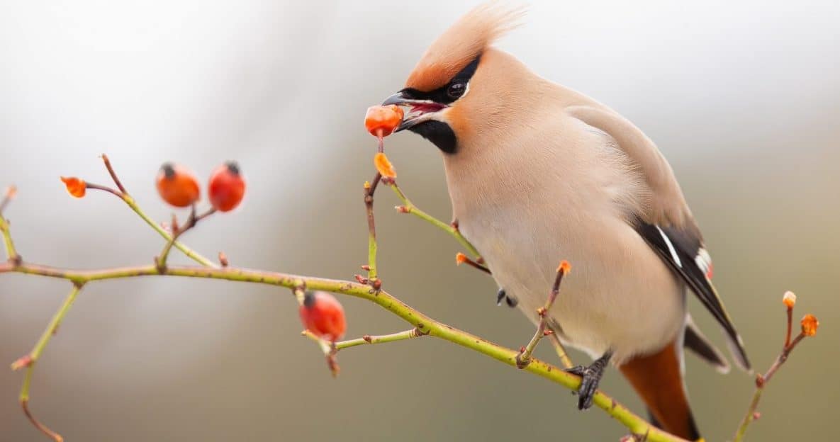 bird eating rosehip in a winter garden