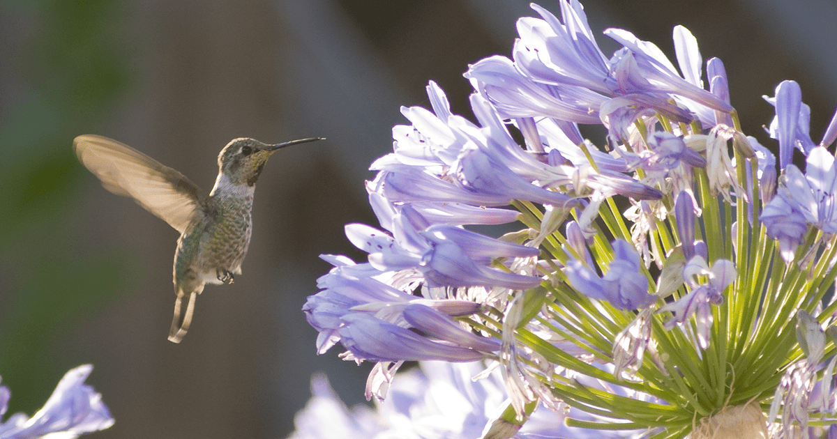 Hummingbird feeds on agapanthus