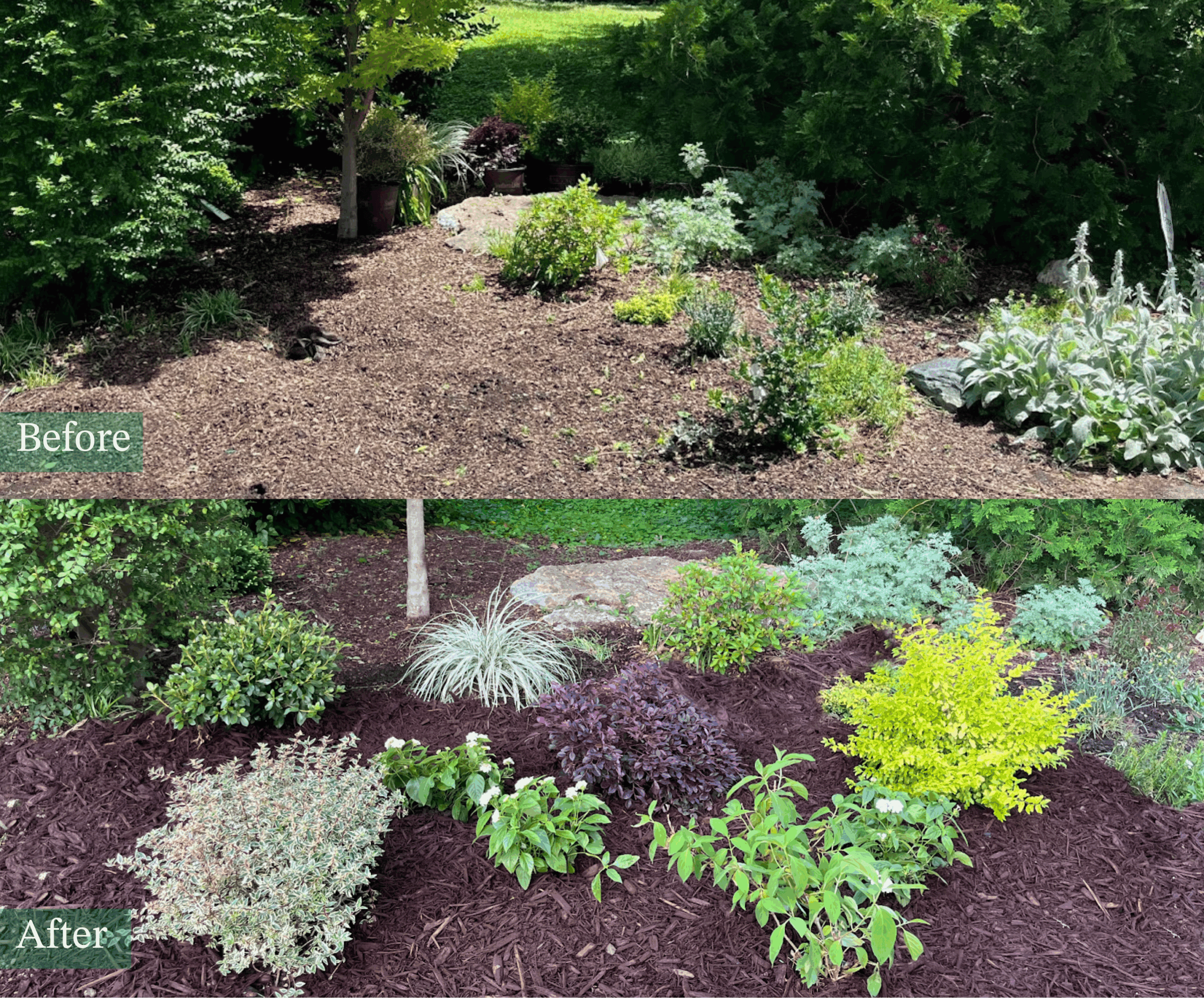 Side-by-side garden transformation showing a “Before” image with sparse planting and bare mulch, and an “After” image with a full, colorful garden bed featuring a variety of shrubs, perennials, and refreshed mulch.