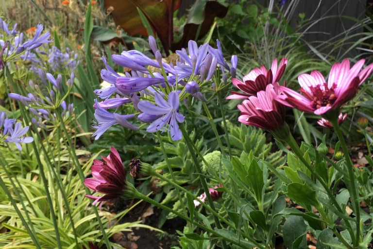 Mixed garden bed follows a sidewalk and includes Neverland Agapanthus, pink echinacea, Colocasia and other perennials