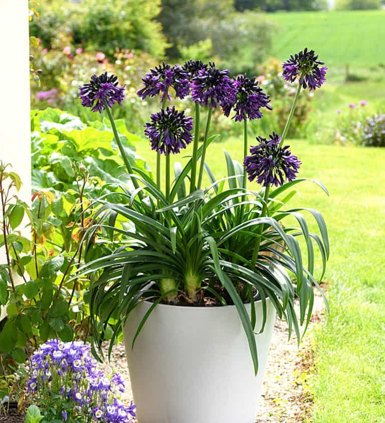 Blackjack™ Agapanthus