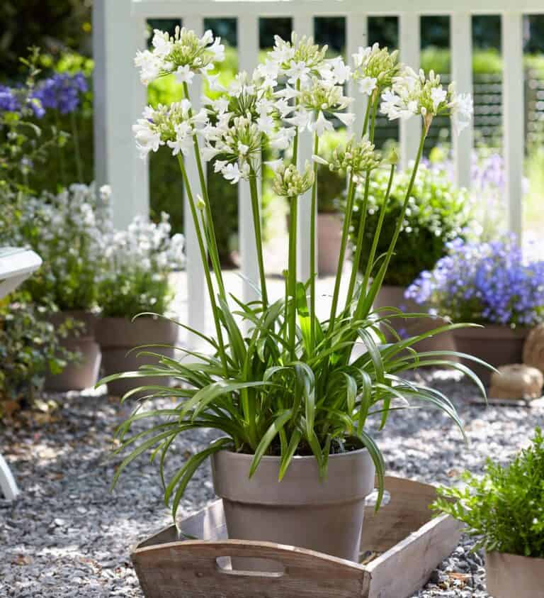 Potted Ever White Agapanthus flowers with long green stems sit on a wooden tray in an outdoor garden with a white fence and various plants in the background.