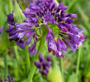 Ever Amethyst Agapanthus, dark purple blooms