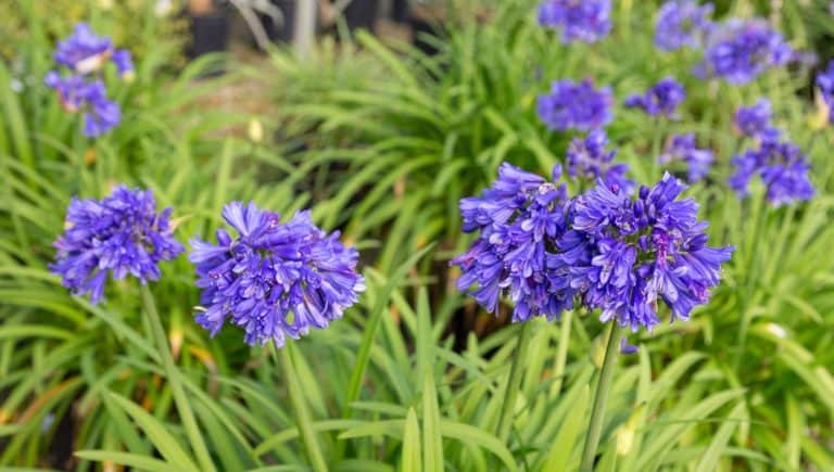 Purple Agapanthus flower heads of Ever Midnight Agapanthus