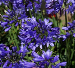 Ever Sapphire Agapanthus, multiple spikes of bright blue flowers