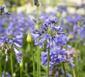 Ever Sapphire Agapanthus, multiple spikes of bright blue flowers