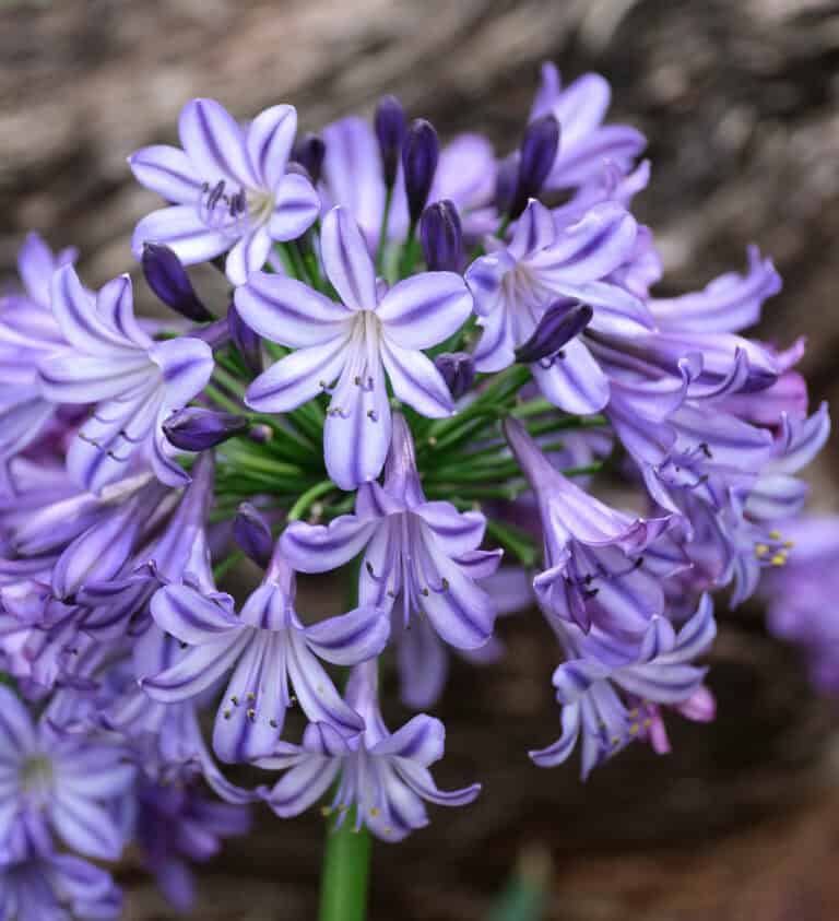 Close-up of a cluster of purple agapanthus flowers in bloom, with blurred background.