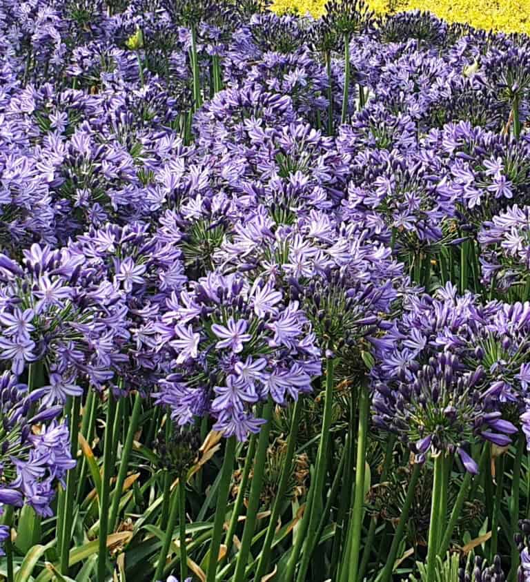 A dense cluster of vibrant purple agapanthus flowers with long green stems in a garden, set against a background of yellow blooms.