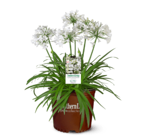 Ever White Agapanthus, multiple spikes of brilliant white flowers.