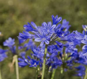 Little Blue Fountain Agapanthus, violet blue flowers on green stems