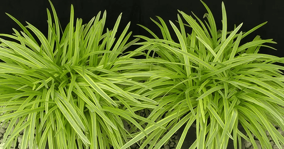 Variegated foliage of Neverland Agapanthus
