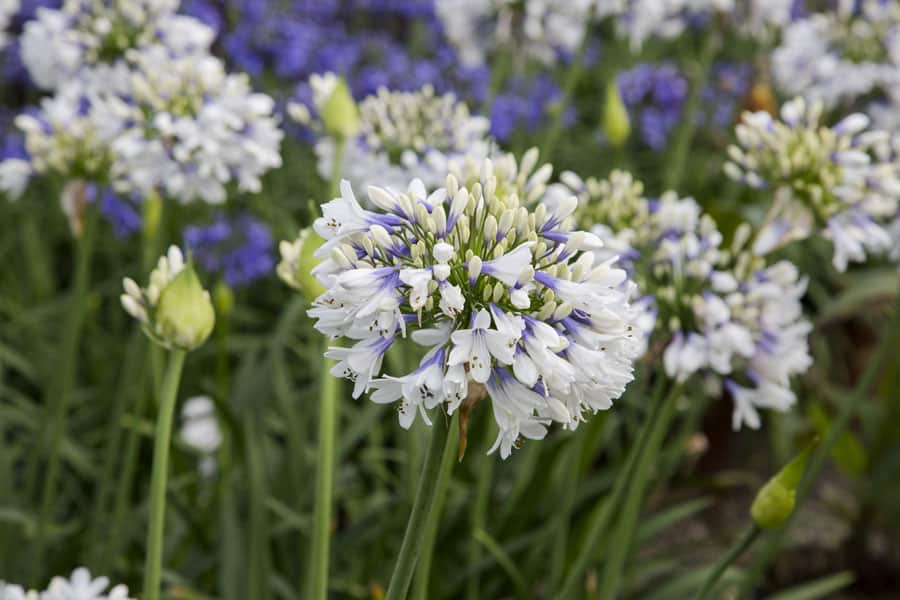 Queen Mum Agapanthus, white flowers with lavender bases
