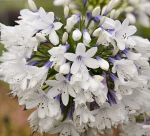 Queen Mum Agapanthus, white flowers with lavender bases