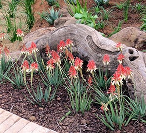 Safari Sunrise Aloe, two toned orange-pink and cream flowers