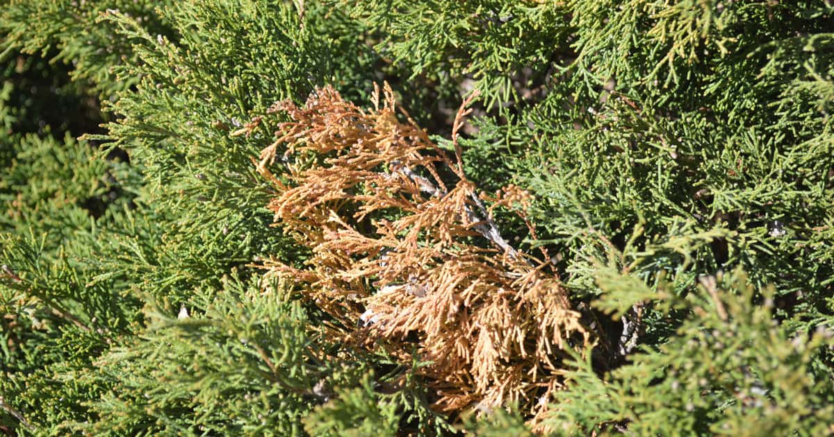 Strong yellow foliage develops to gold in the sun and heat. Tight pyramidal habit is suitable for containers