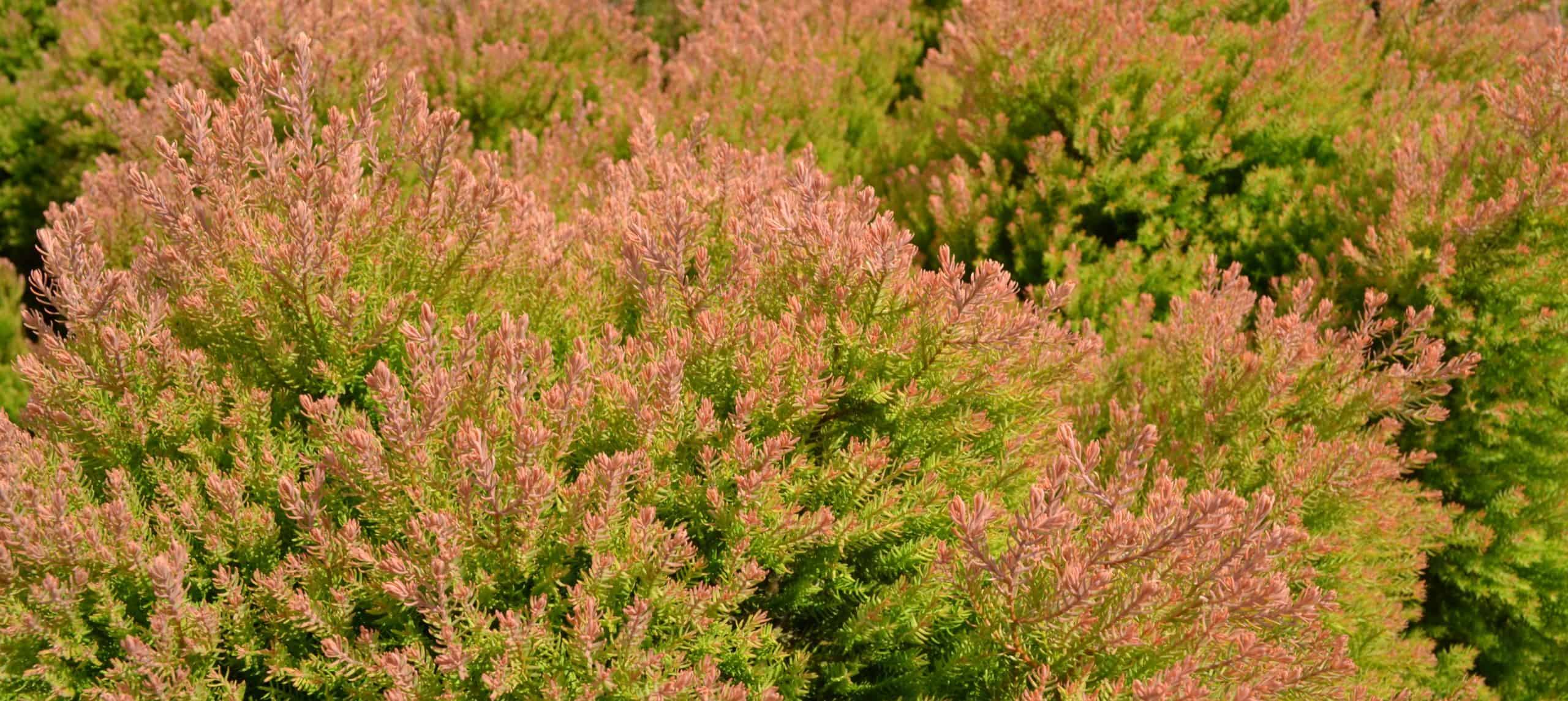 arborvitae fire chief