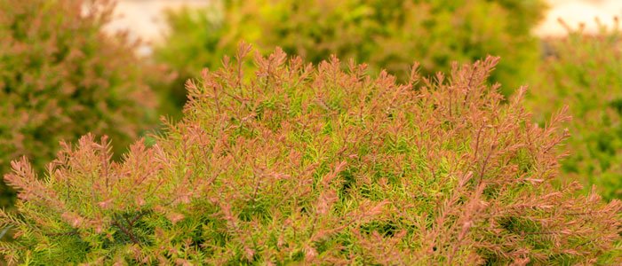 Home Gardener Planting in Fall
