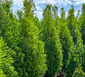 Slower growing, more compact form of ‘Green Giant’ selected for disease resistance. Excellent for hedges and screening