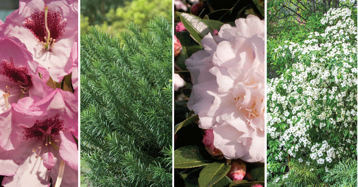 Asian Inspiration Social Share