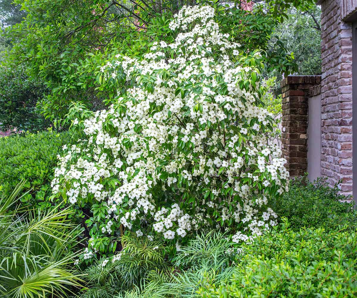 Asian Design 140613 CrepeMyrtles119 1200x1000