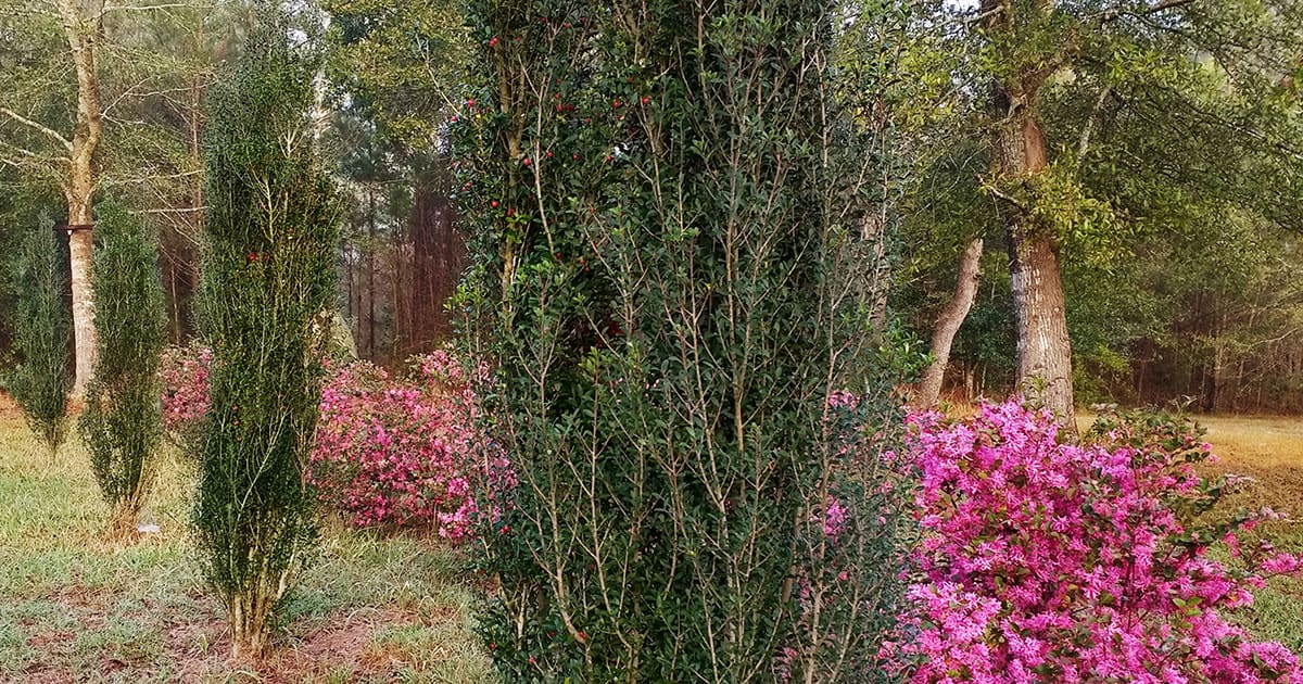 Asian Design Holly Scarlets Peak Landscape Kschmucker Phone IMG 20180223 064731600 HDR 1200x630