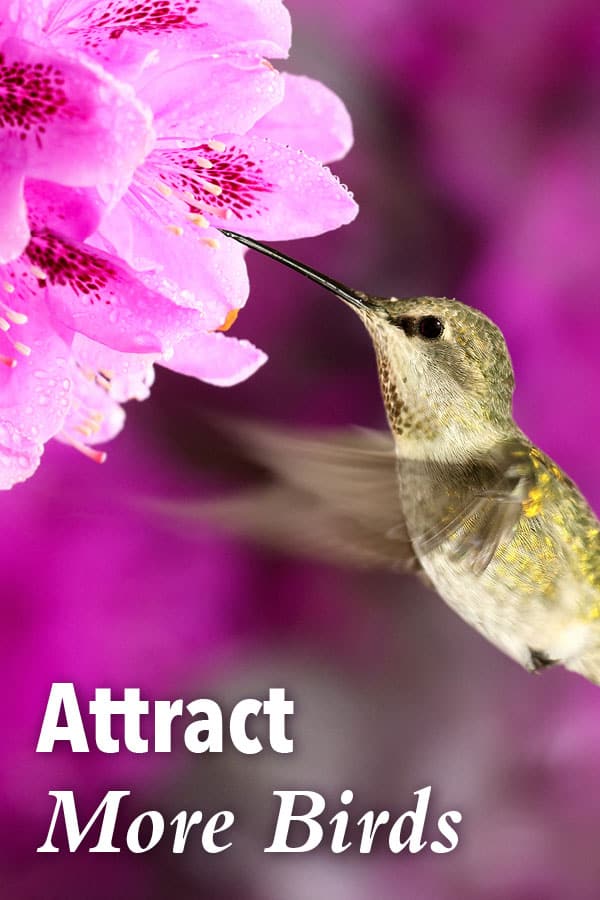 Hummingbird with pink flower