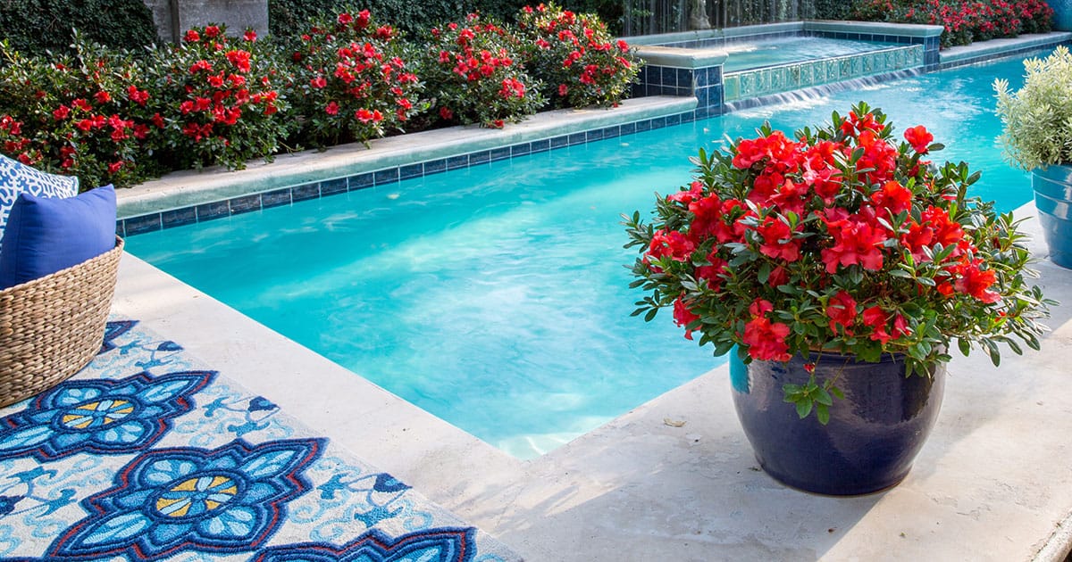 Azalea Encore Embers Landscape 161102 Azaleas00191 2 1200x630