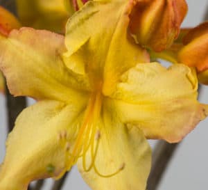 Solar Flare Azalea, bright yellow petals tinted with orange