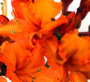 Solar Glow Azalea, bright orange petals