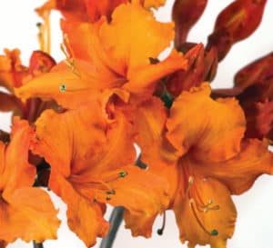 Solar Glow Azalea, bright orange petals