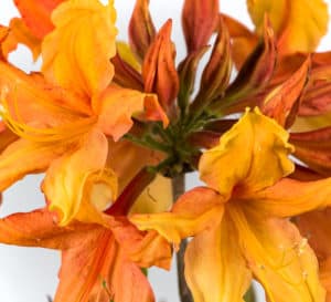 Solar Ray Azalea, bright yellow petals