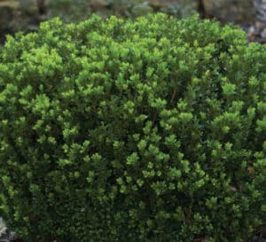 Baby Gem Boxwoods