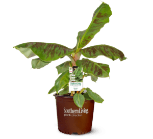 Poquito Banana In Southern Living Plant Collection brown pot