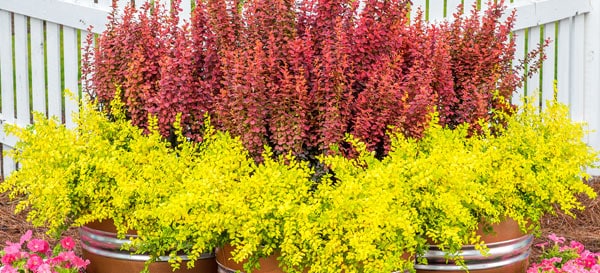 Barberry Orange Rocket 150818 Ligustrum