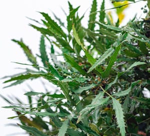 shrub offers interesting year-round prickly green foliage, bright yellow flowers in fall and winter, and blue-black berries