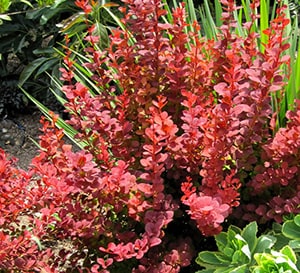 Berberis Orange Rocket