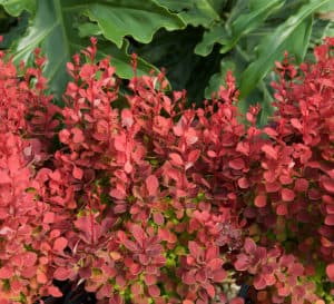 Graduated foliage of Orange Rocket Barberry is red on top and becomes green at the bottom