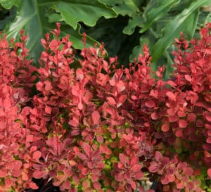 Graduated foliage of Orange Rocket Barberry is red on top and becomes green at the bottom