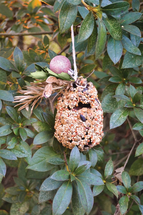 Bird Calling Friends Pinnable