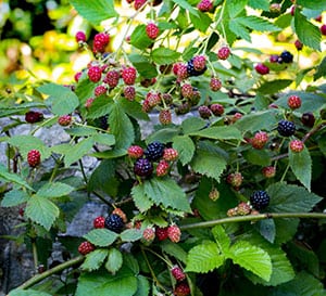 Blackberries